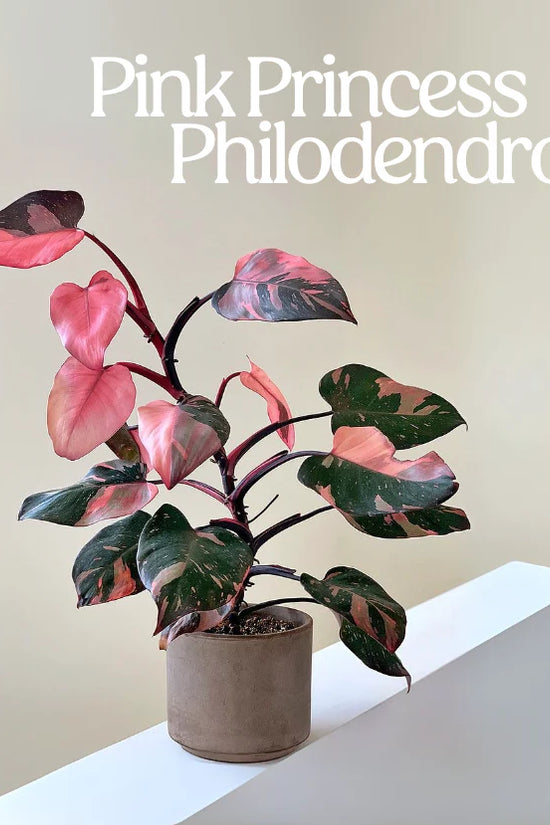 Philodendron erubescens - 'Pink Princess'