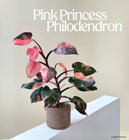 Philodendron erubescens - 'Pink Princess'