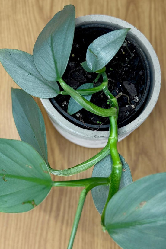 Potted Philodendron hastatum 'Silver Sword' plant with green leaves on a wooden surface