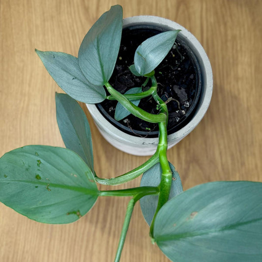 Potted Philodendron hastatum 'Silver Sword' plant with green leaves on a wooden surface