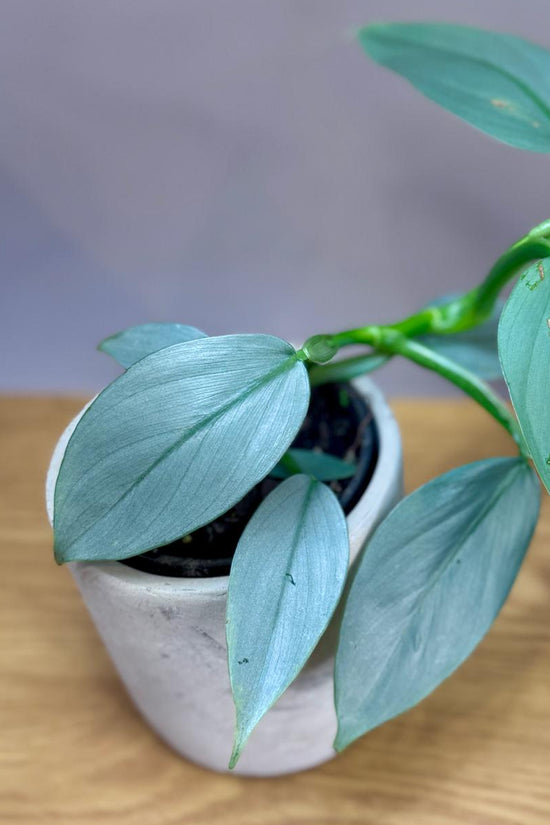 Potted Philodendron hastatum 'Silver Sword' plant on a wooden surface with a plain background