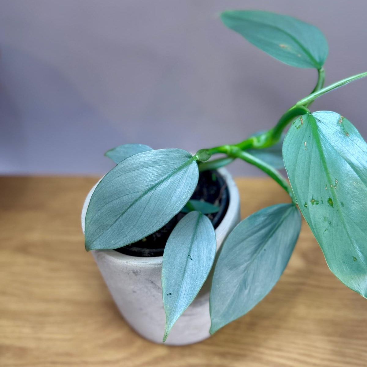 Potted Philodendron hastatum 'Silver Sword' plant on a wooden surface with a plain background