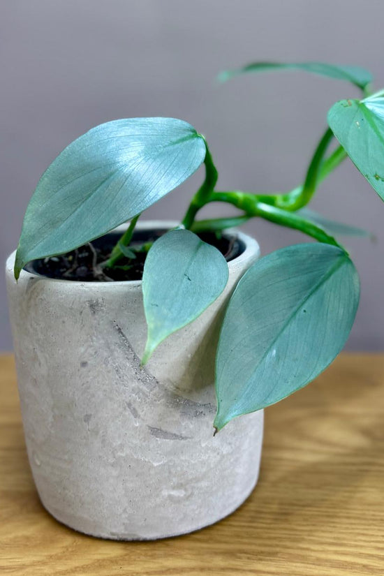 Potted Philodendron hastatum 'Silver Sword' plant with green leaves in a gray pot on a wooden surface with a gray background