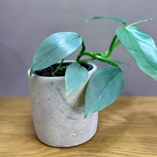 Potted Philodendron hastatum 'Silver Sword' plant with green leaves in a gray pot on a wooden surface with a gray background