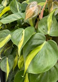 Philodendron hederaceum - 'Brasil'