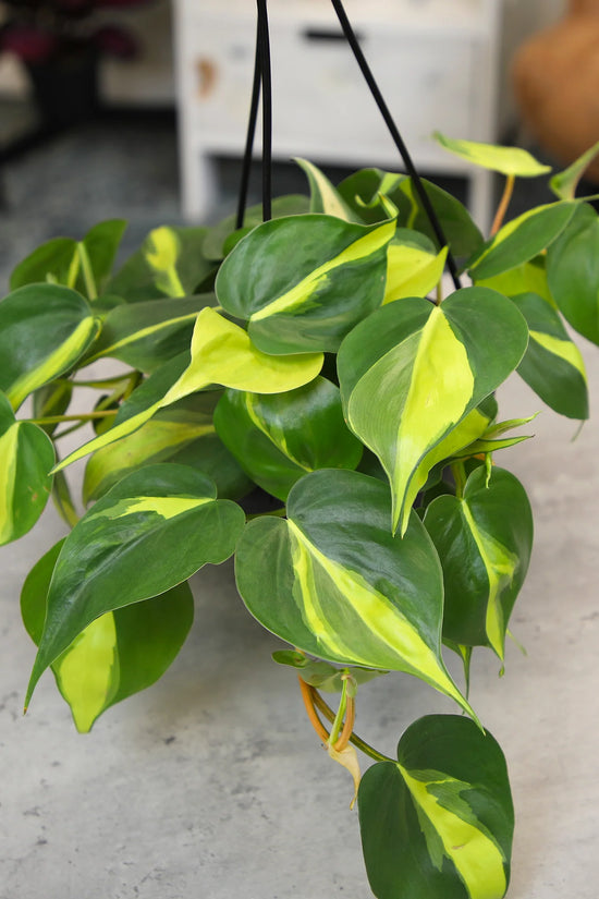 Philodendron hederaceum - 'Brasil'