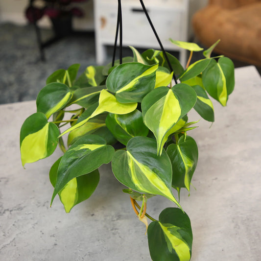 Philodendron hederaceum - 'Brasil'