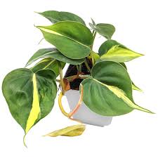 Philodendron hederaceum - 'Brasil'