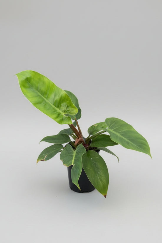Potted plant with large green leaves against a concrete wall