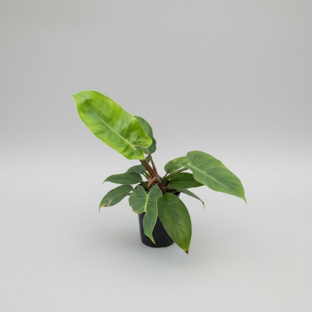 Potted plant with large green leaves against a concrete wall