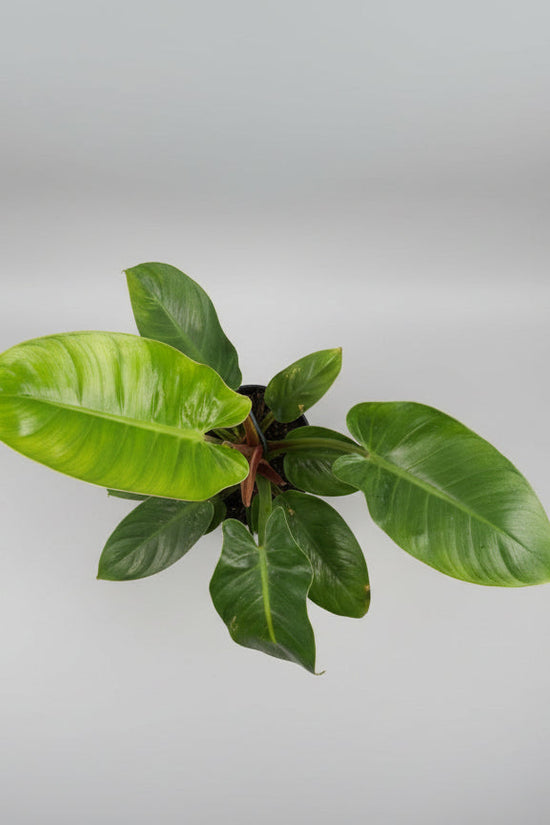 Green plant with large leaves against a concrete wall