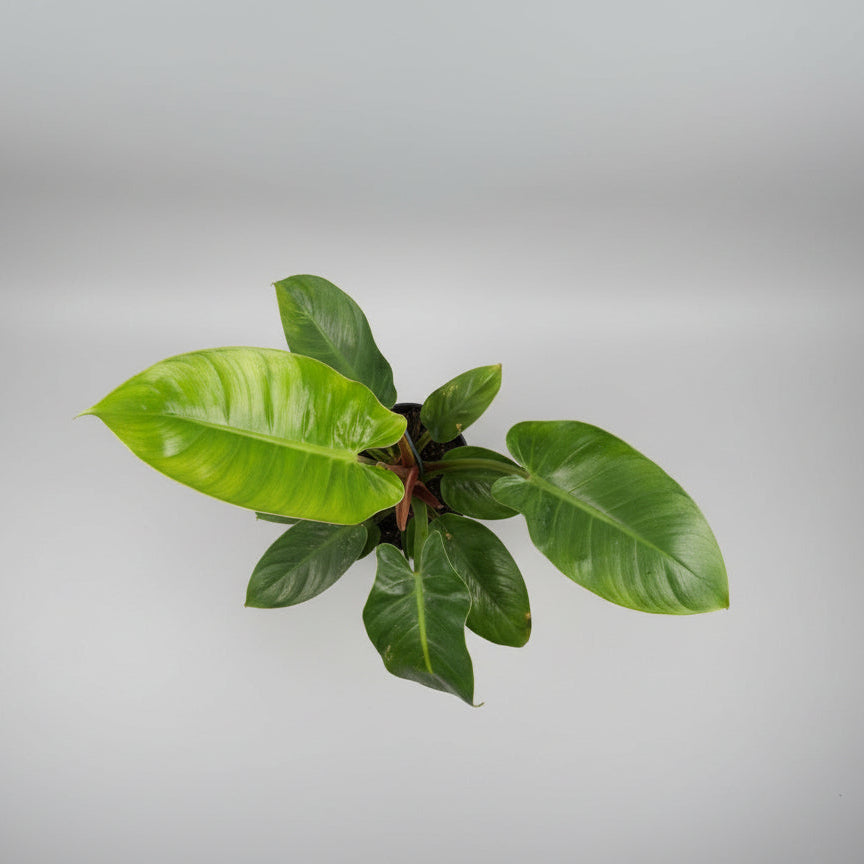 Green plant with large leaves against a concrete wall