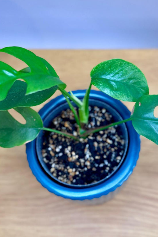 Potted Philodendron minima ‘Mini Monstera’ plant with green leaves on a wooden surface