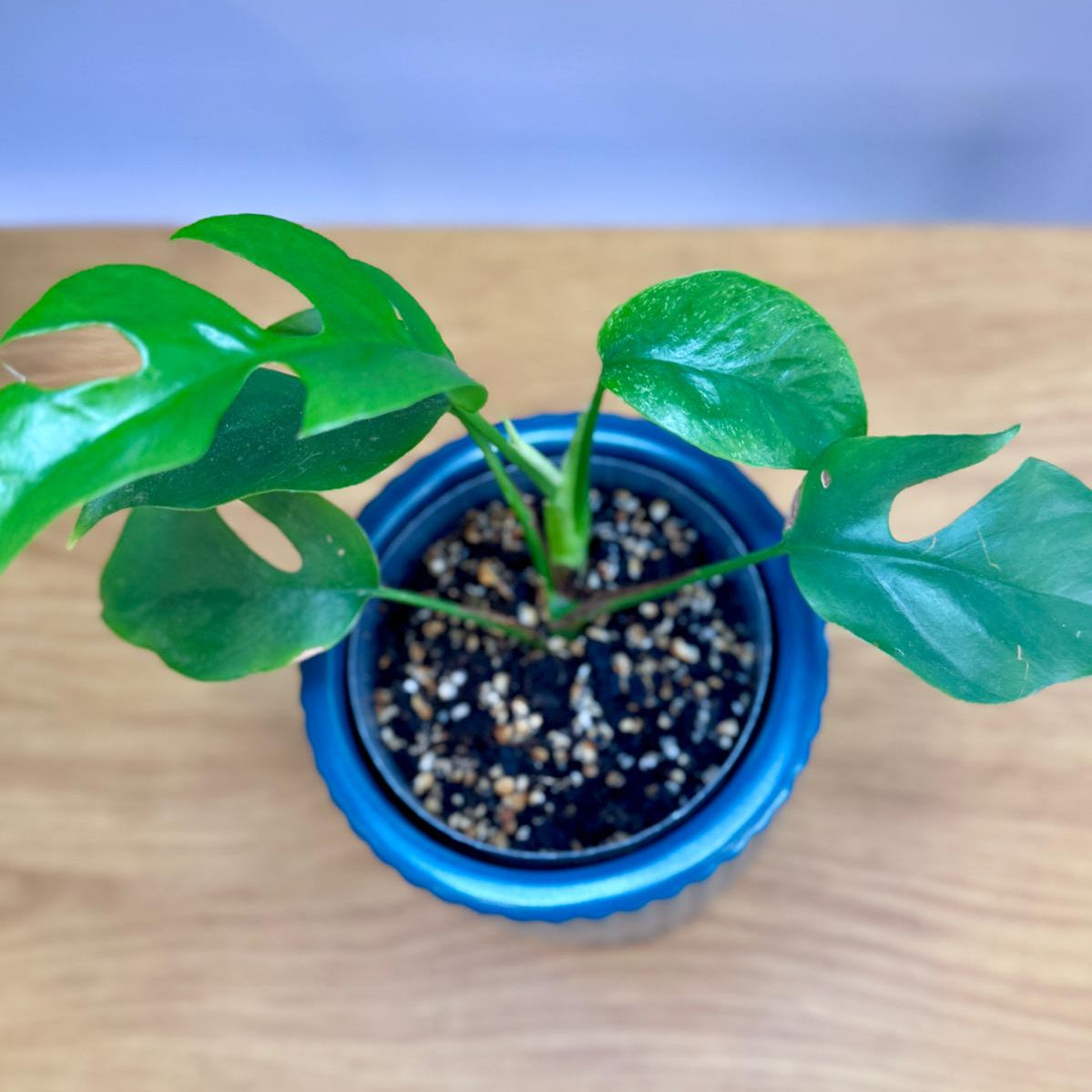 Potted Philodendron minima ‘Mini Monstera’ plant with green leaves on a wooden surface