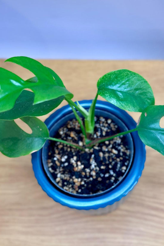 Potted Philodendron minima ‘Mini Monstera’ plant with green leaves in a blue pot on a wooden surface