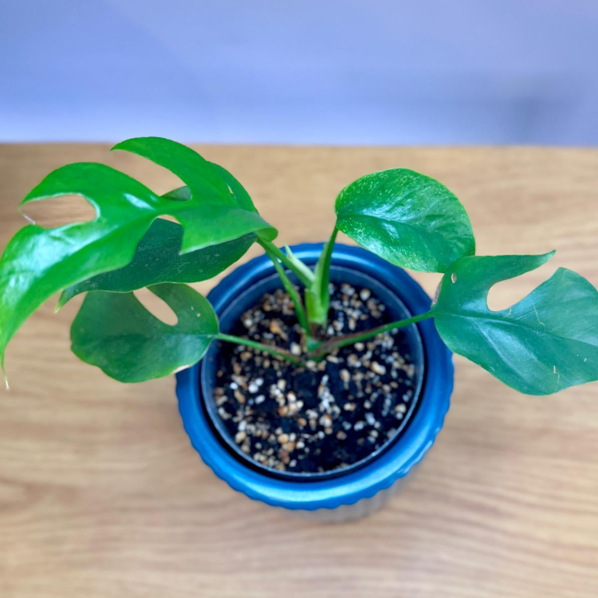 Potted Philodendron minima ‘Mini Monstera’ plant with green leaves in a blue pot on a wooden surface