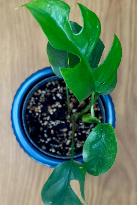 Potted Philodendron minima ‘Mini Monstera’ plant with green leaves on a wooden surface