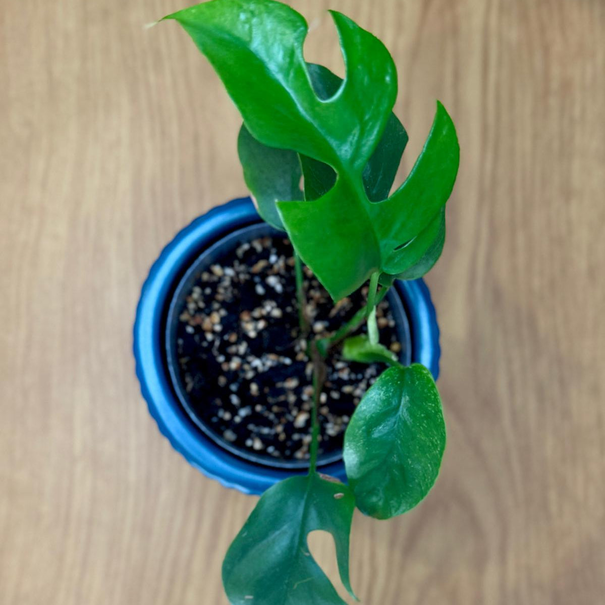 Potted Philodendron minima ‘Mini Monstera’ plant with green leaves on a wooden surface