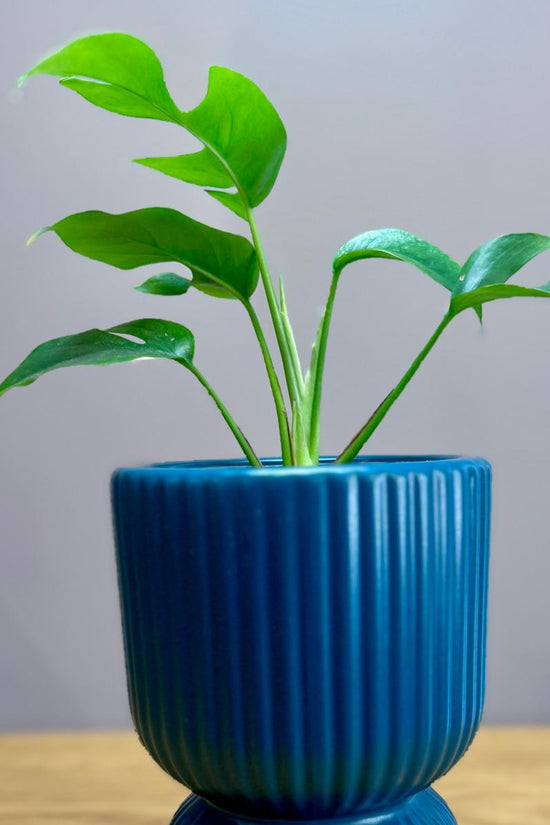 Blue ribbed planter with a green Philodendron minima ‘Mini Monstera’ plant on a wooden surface and gray background