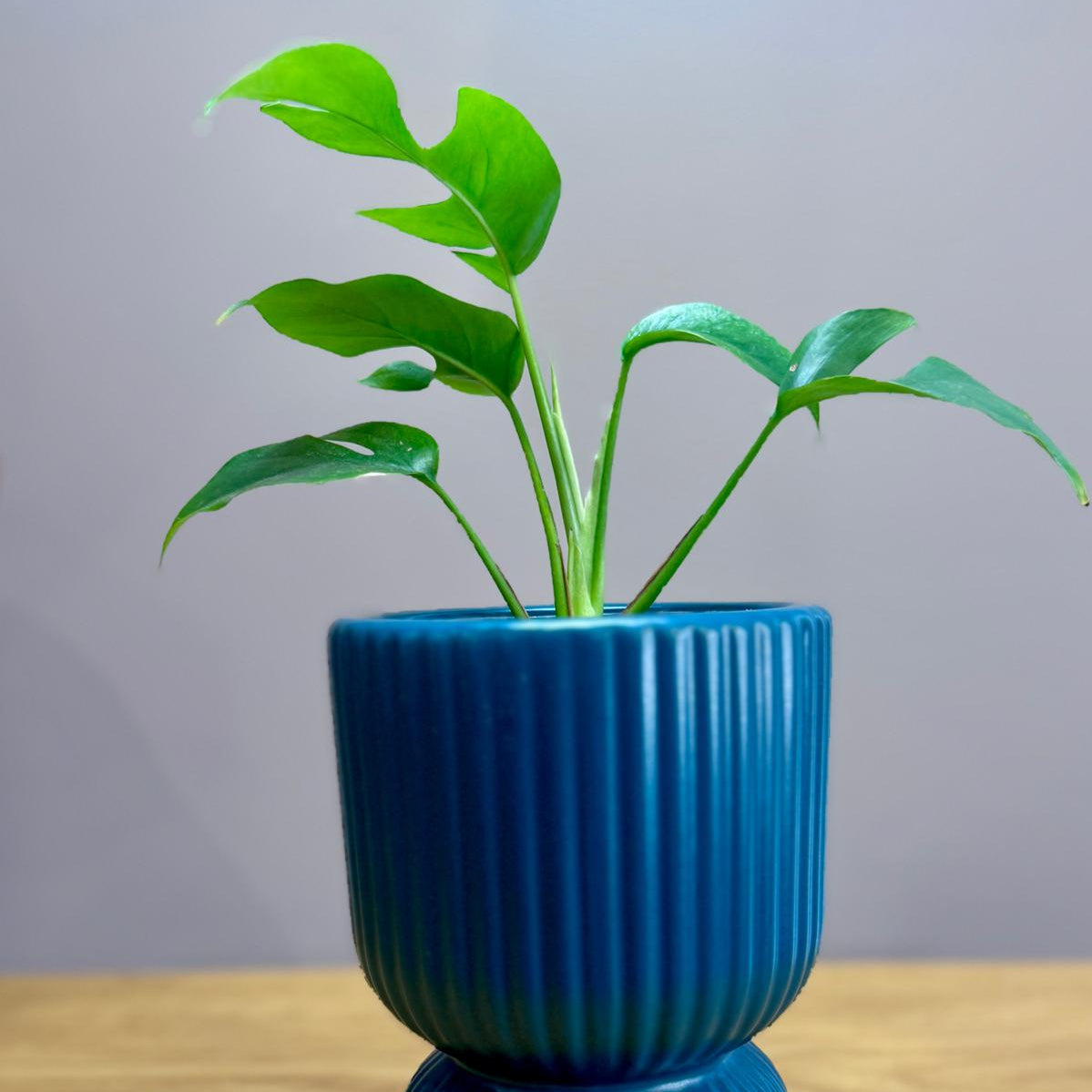 Blue ribbed planter with a green Philodendron minima ‘Mini Monstera’ plant on a wooden surface and gray background