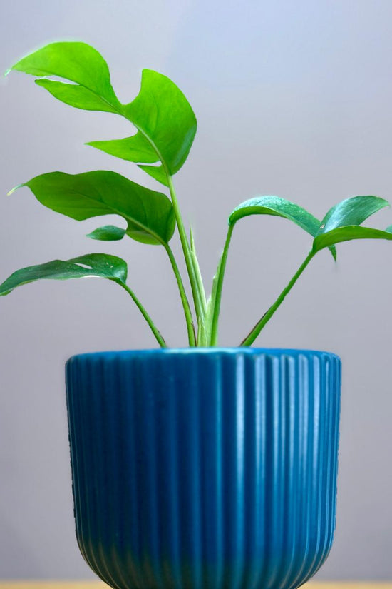 Green Philodendron minima ‘Mini Monstera’ plant in a blue ribbed pot on a wooden surface with a light gray background