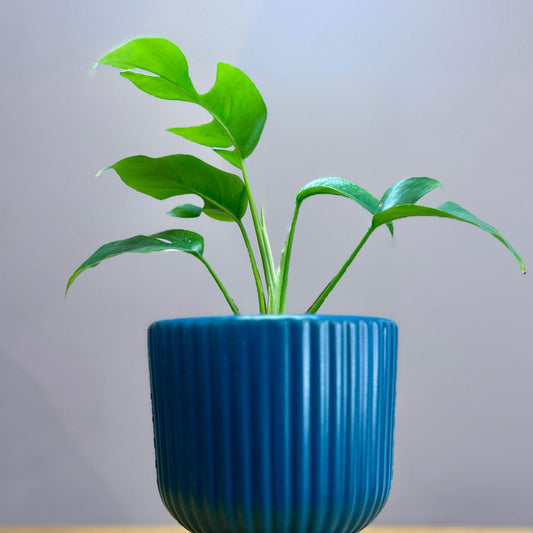 Green Philodendron minima ‘Mini Monstera’ plant in a blue ribbed pot on a wooden surface with a light gray background