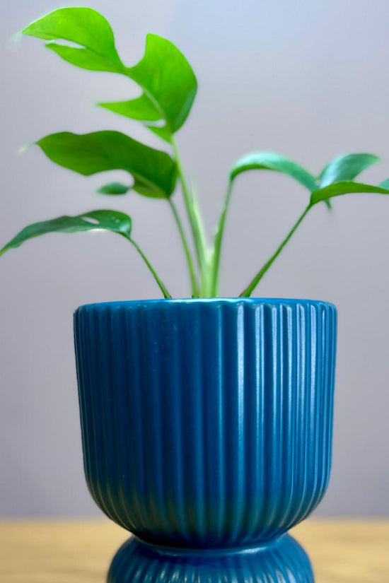 Blue ribbed planter with a Philodendron minima ‘Mini Monstera’ plant on a wooden surface and gray background