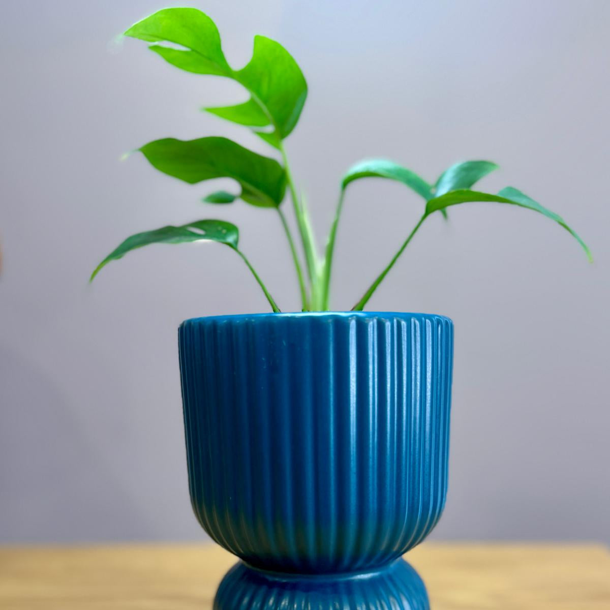 Blue ribbed planter with a Philodendron minima ‘Mini Monstera’ plant on a wooden surface and gray background