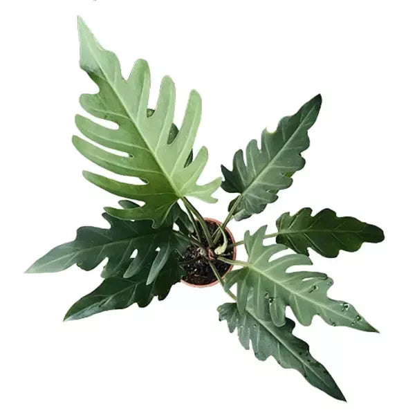 Philodendron Olympiad- 'Olympiad Philodendron'