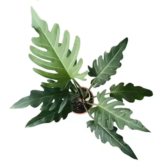 Philodendron Olympiad- 'Olympiad Philodendron'