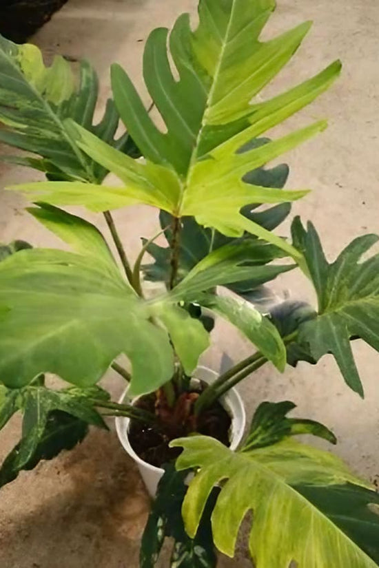 Philodendron Olympiad- 'Olympiad Philodendron'