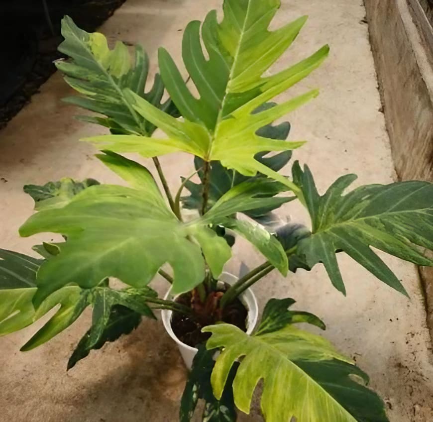 Philodendron Olympiad- 'Olympiad Philodendron'