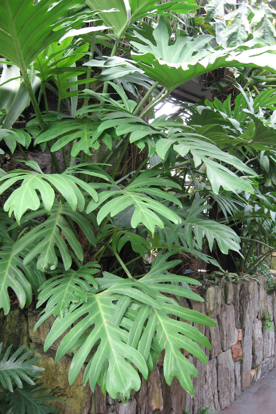 Philodendron Olympiad- 'Olympiad Philodendron'