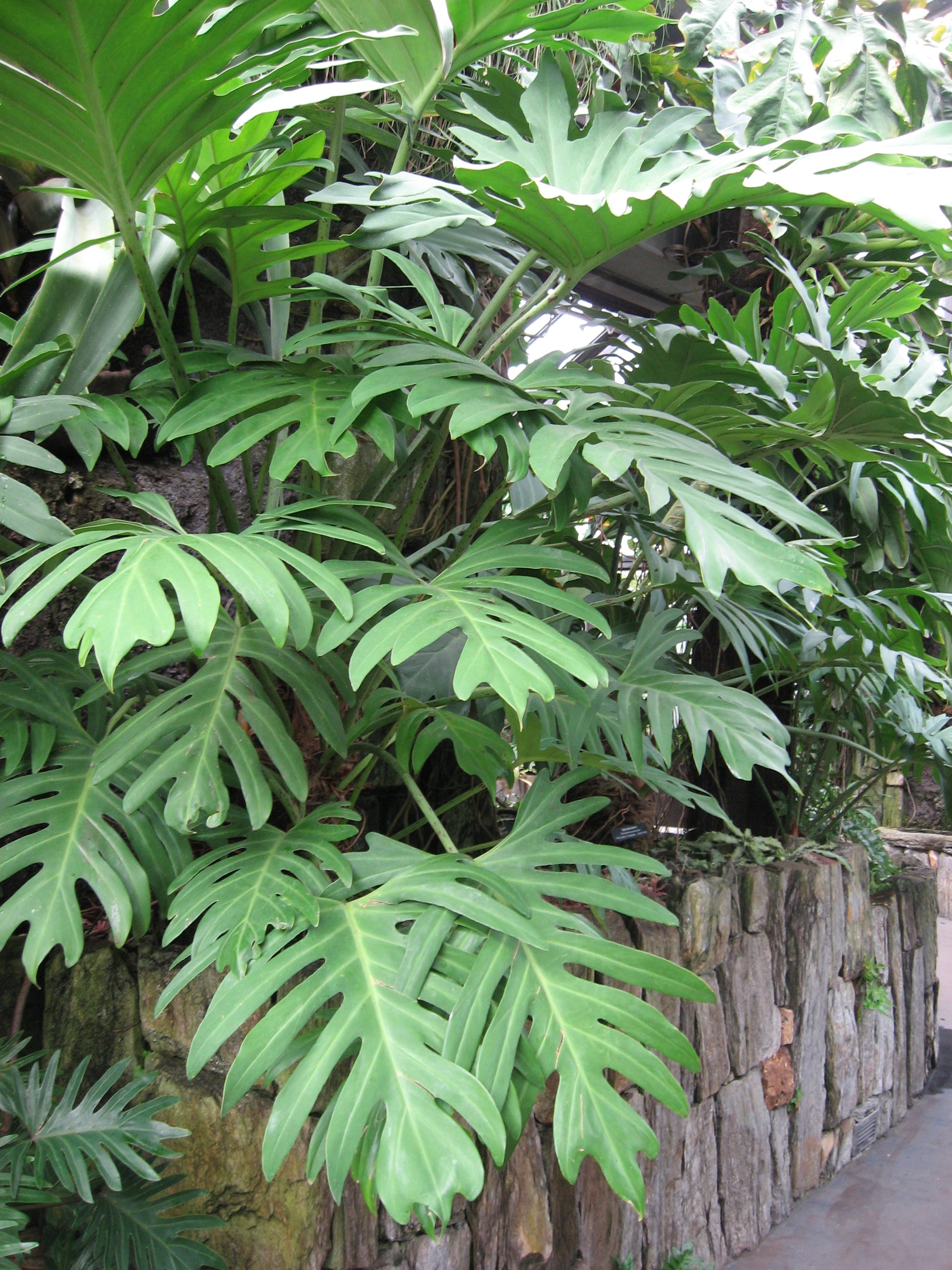 olympiad philodendron Philodendron 'Olympiad' – Deeply-Lobed Philodendron