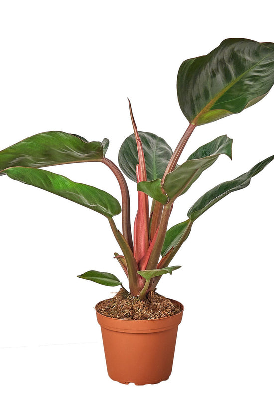 Philodendron tatei - 'Rojo Congo'