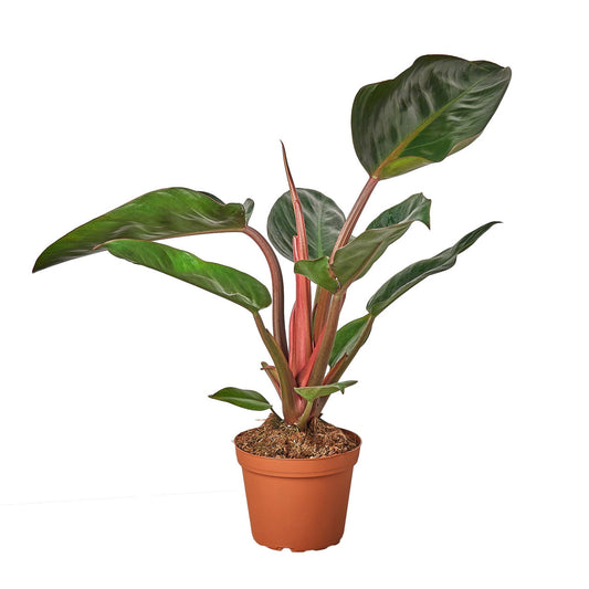 Philodendron tatei - 'Rojo Congo'
