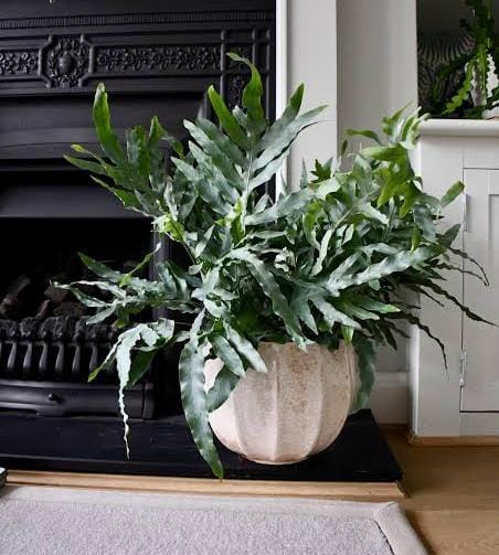 Phlebodium aureum - 'Blue Star Fern'