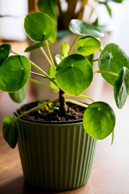 Pilea peperomioides Chinese money