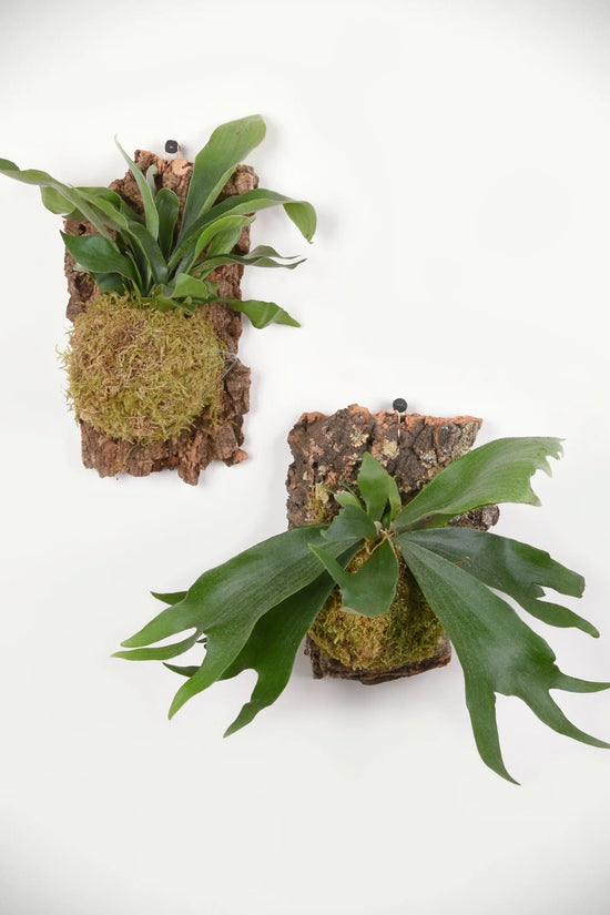 Platycerium superbum - 'Staghorn'