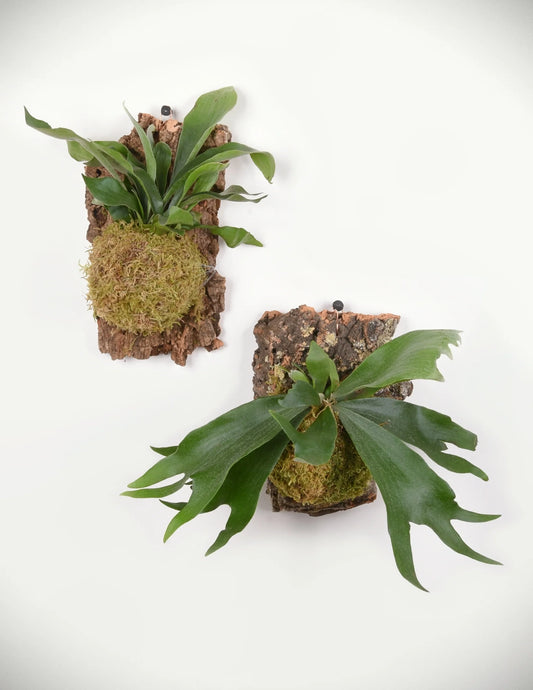 Platycerium superbum - 'Staghorn'