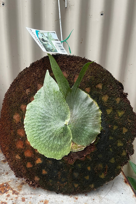 Platycerium superbum - 'Staghorn'