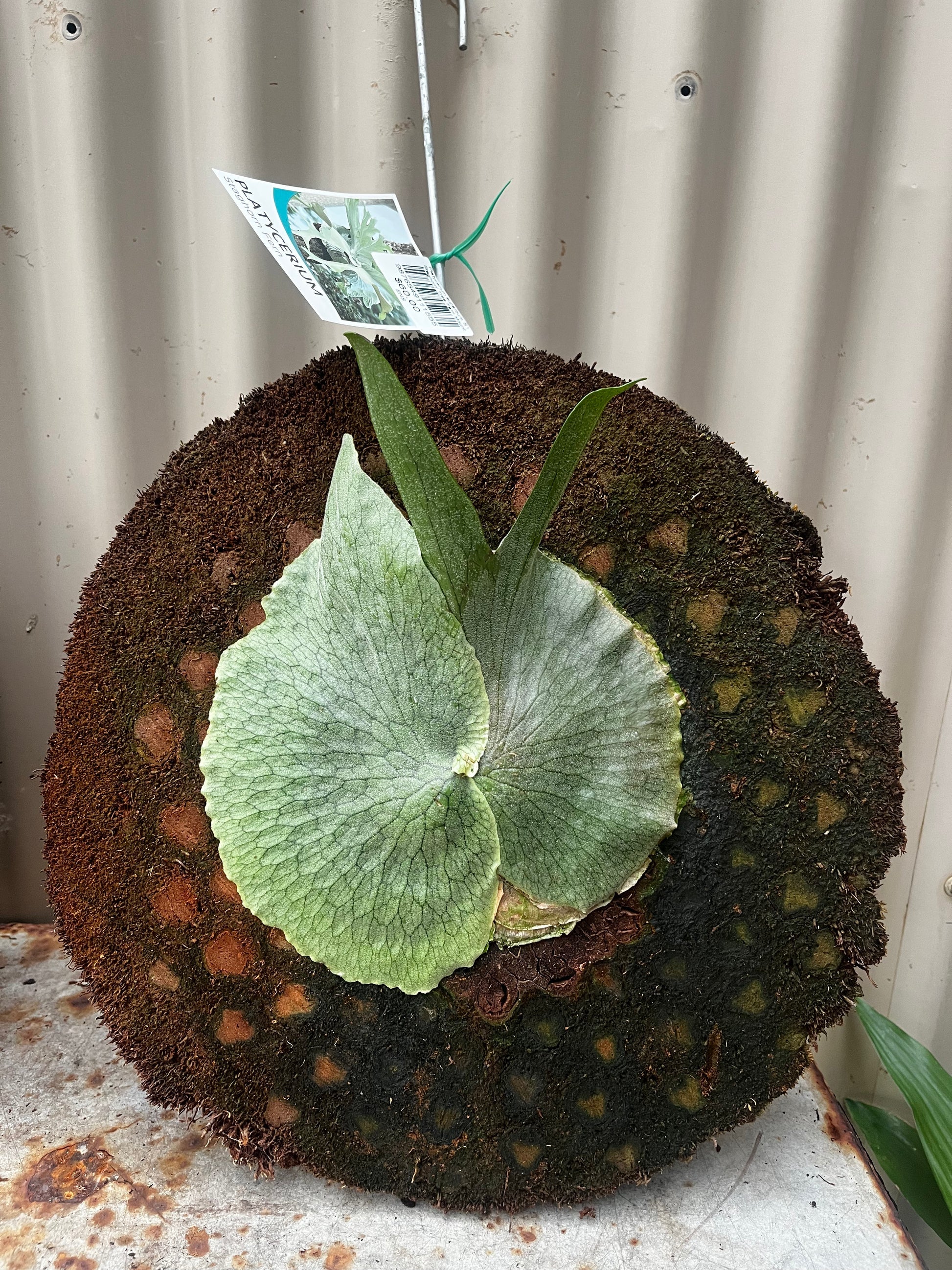 Platycerium superbum - 'Staghorn'