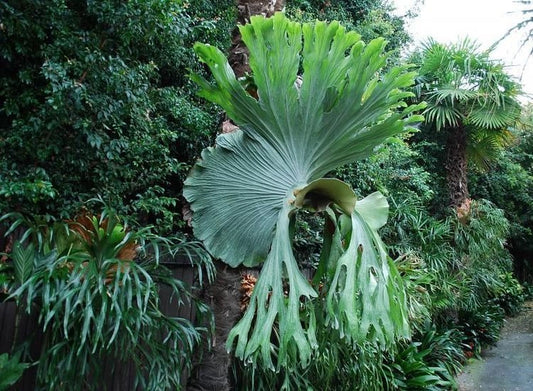 Platycerium superbum - 'Staghorn'