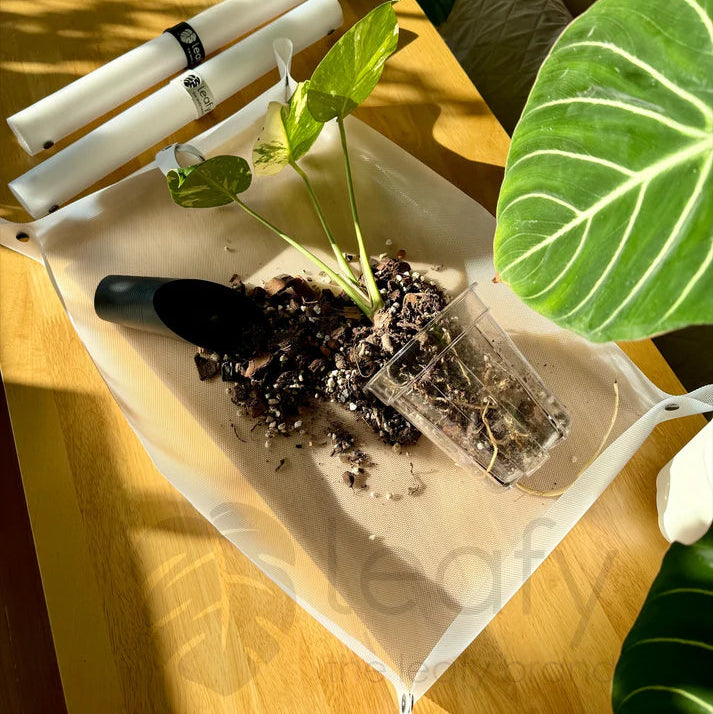 Plants on a wooden table with a white tray