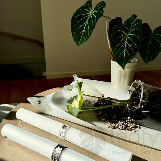 Two white cylindrical objects on a reflective surface with a plant in the background.