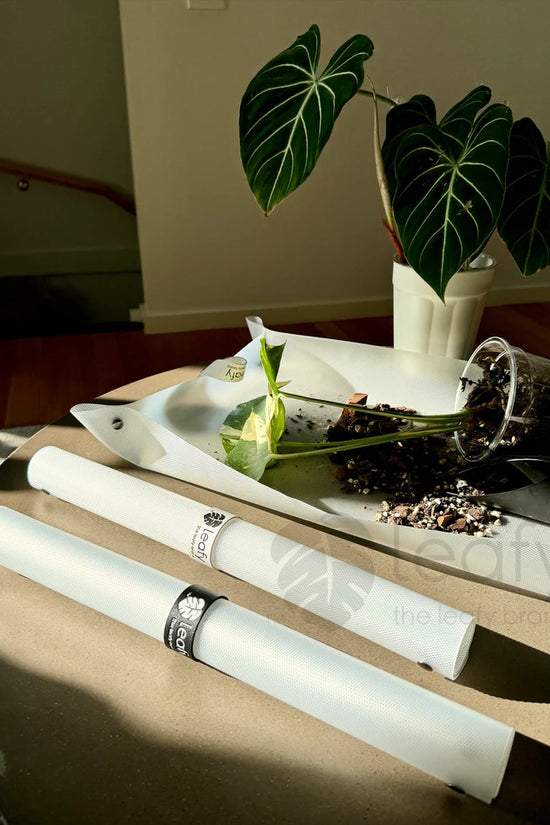 Two white cylindrical objects on a reflective surface with a plant in the background.