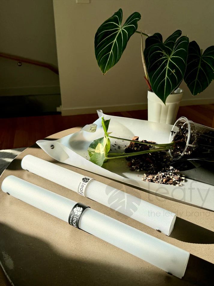 Two white cylindrical objects on a reflective surface with a plant in the background.