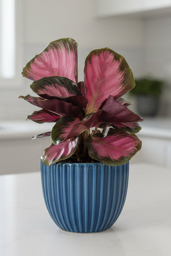 Rose Painted Calathea