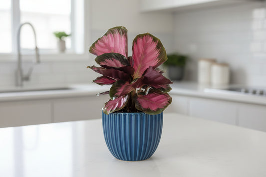Rose Painted Calathea