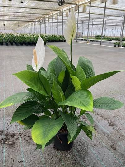 Spathiphyllum - 'Peace Lily Stephanie'